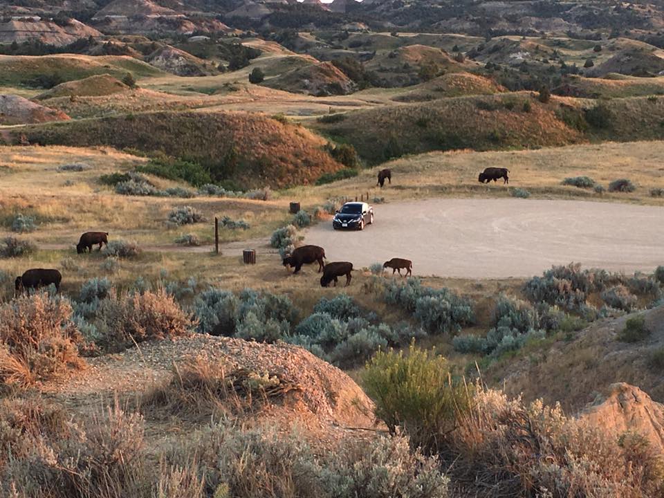 Teddy Roosevelt National Park