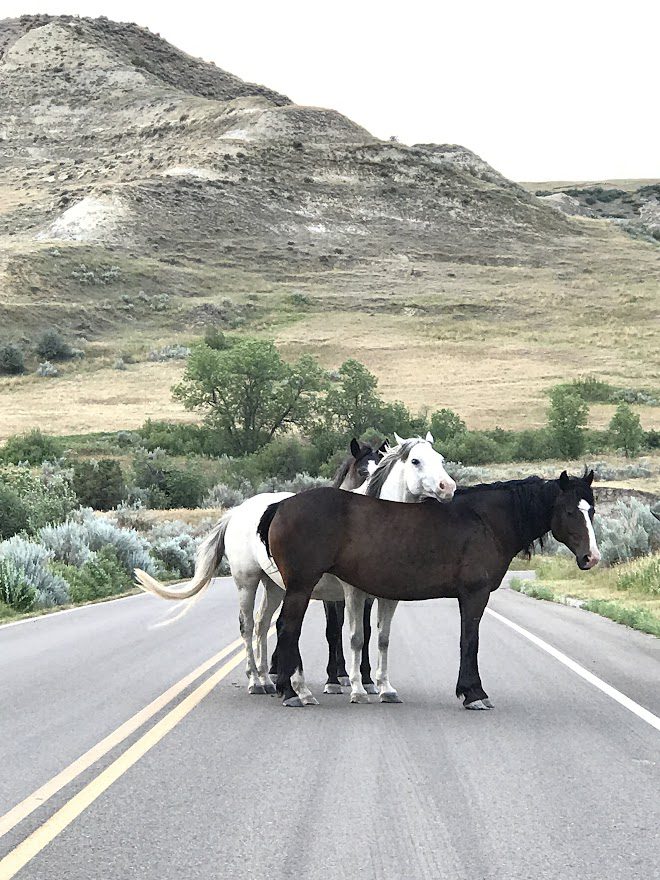 Teddy Roosevelt National Park