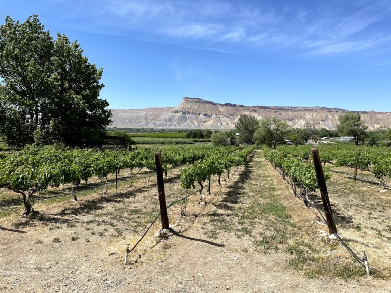 view from colorado cellars winery palisade colorado