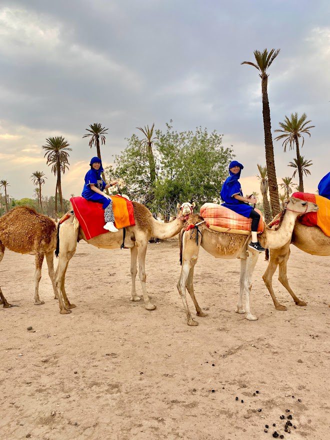 camels in marrakesh morocco