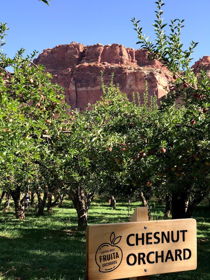 utah capitol reef national park orchards